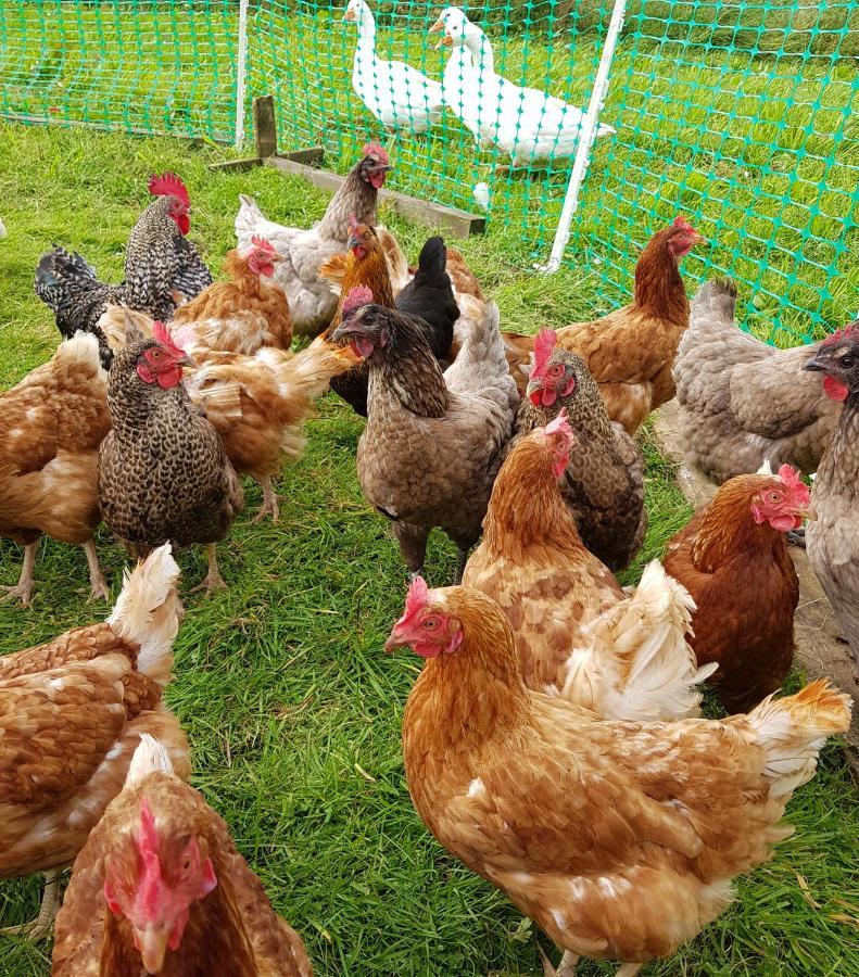 Bastle Retreats Farm Cottage Duns Bagian luar foto